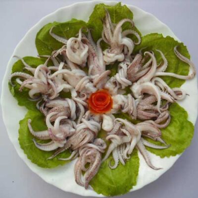 SQUID TENTACLE